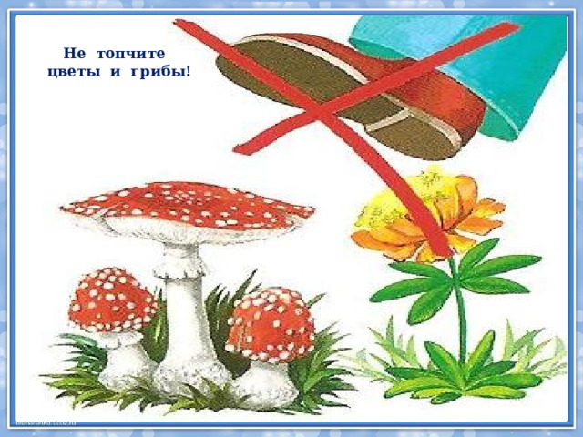 Не топчите цветы и грибы! 