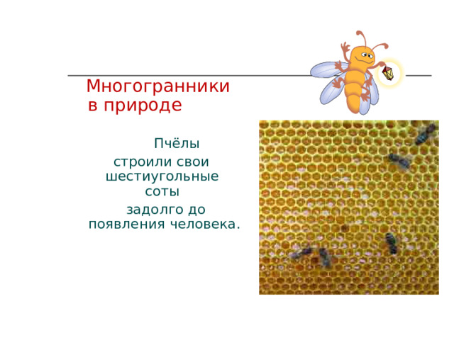  Многогранники в природе   Пчёлы  строили свои  шестиугольные  соты  задолго до появления человека.    