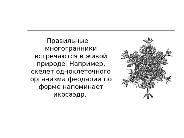 Правильные многогранники встречаются в живой природе. Например, скелет одноклеточного организма феодарии по форме напоминает икосаэдр . 