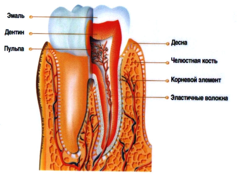 Ткани зуба. Твердые и мягкие ткани зуба.