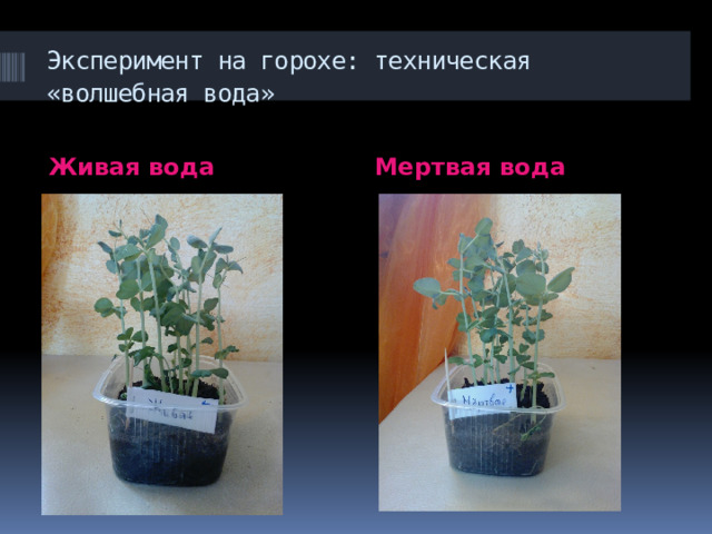 Эксперимент на горохе: техническая «волшебная вода»  Живая вода Мертвая вода 