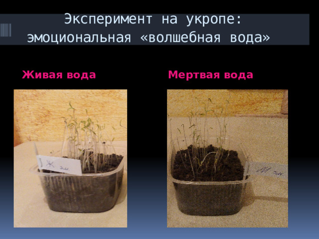 Эксперимент на укропе: эмоциональная «волшебная вода»  Живая вода Мертвая вода 
