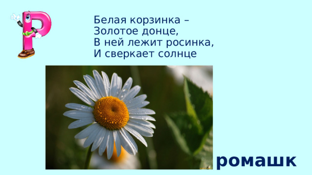 Белая корзинка –  Золотое донце,  В ней лежит росинка,  И сверкает солнце ромашка 
