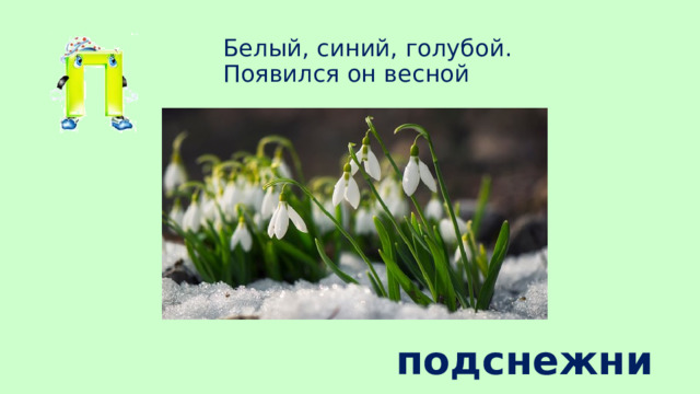 Белый, синий, голубой.  Появился он весной подснежник 