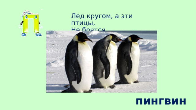 Лед кругом, а эти птицы,  Не боятся простудиться пингвины 