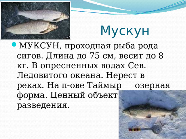 Мускун МУКСУН, проходная рыба рода сигов. Длина до 75 см, весит до 8 кг. В опресненных водах Сев. Ледовитого океана. Нерест в реках. На п-ове Таймыр — озерная форма. Ценный объект промысла и разведения. 