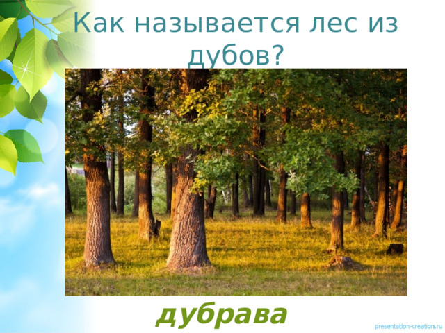 Главный в лесу как называется. Лес без чудес 3 класс по родному языку. Дубрава дубовая роща. Лес по другому как называют. Какой лес называют дубравой осинником ольшаником.