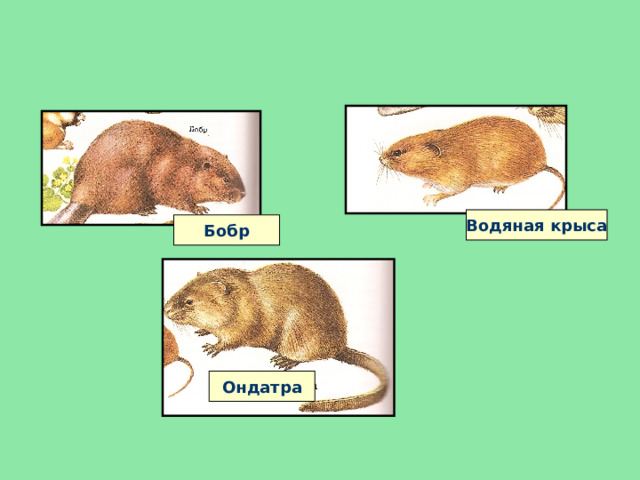 Водяная крыса Бобр Ондатра 