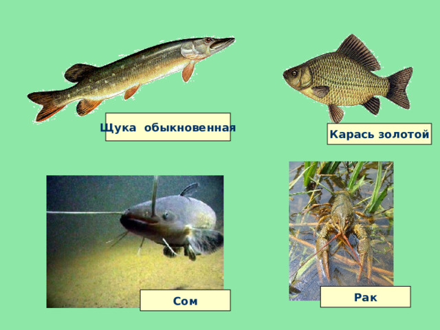 Щука обыкновенная Карась золотой Рак Сом 