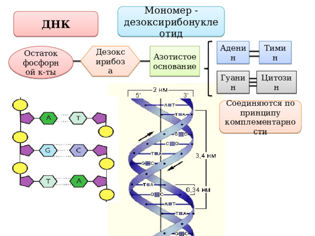 Мономер - дезоксирибонуклеотид ДНК Тимин Аденин Азотистое основание Дезоксирибоза Остаток фосфорной к-ты Цитозин Гуанин Соединяются по принципу комплементарности 