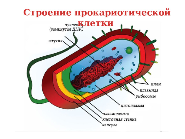 Строение прокариотической клетки 