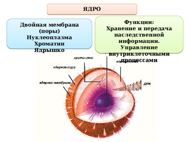 Наследственную информацию в ядре выполняет