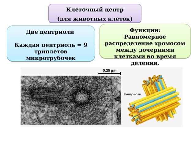 Клеточный центр (для животных клеток) Функции: Равномерное распределение хромосом между дочерними клетками во время деления. Две центриоли  Каждая центриоль = 9 триплетов микротрубочек 