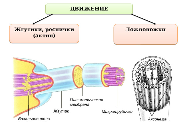 Жгутики и реснички. Реснички и жгутики строение и функции. Строение ресничек и жгутиков. Реснички и жгутики клетки строение. Жгутики и реснички эукариот строение и функции.