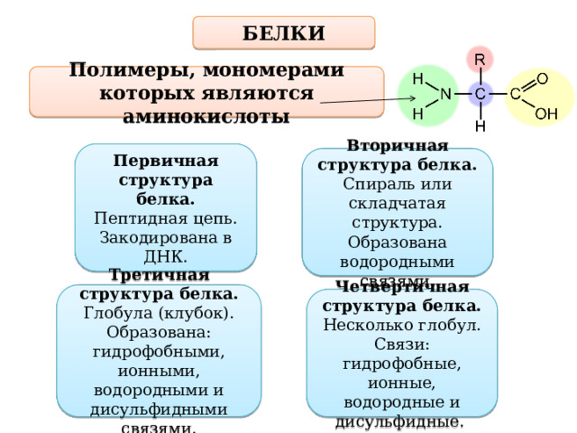 Белки полимеры состоящие из. Белки полимеры. Первичными аминокислотами являются. Почему белки полимеры. Являются ли белки полимерами.