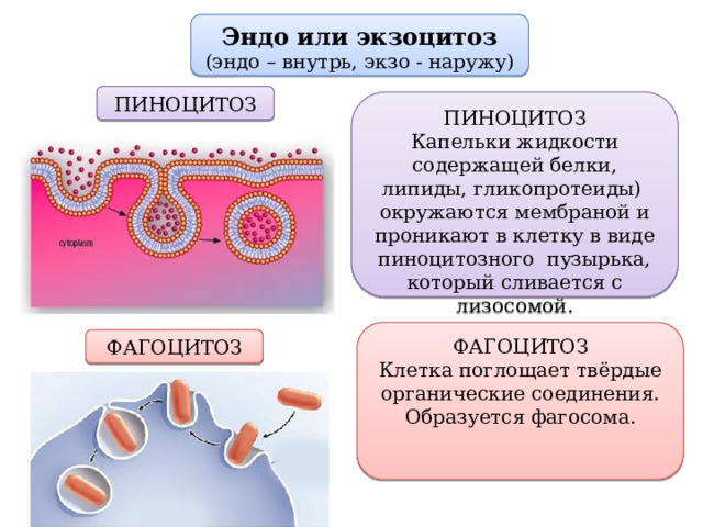 Эндо или экзоцитоз (эндо – внутрь, экзо - наружу) ПИНОЦИТОЗ ПИНОЦИТОЗ Капельки жидкости содержащей белки, липиды, гликопротеиды) окружаются мембраной и проникают в клетку в виде пиноцитозного пузырька, который сливается с лизосомой. ФАГОЦИТОЗ Клетка поглощает твёрдые органические соединения. Образуется фагосома. ФАГОЦИТОЗ 