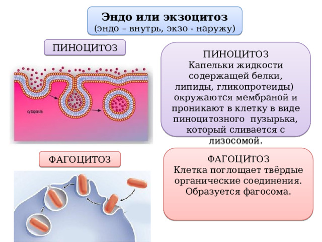 Схема эндоцитоз и экзоцитоз