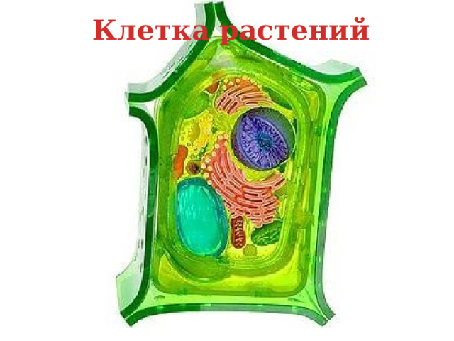 Клетка растений 