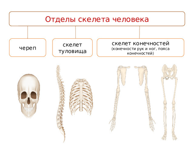 Деление скелета на отделы. Отделы скелета. Скелет строение состав и соединение костей. Строение скелета стрижа. Строение скелета растения.