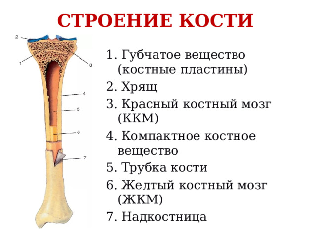 Какие вещества составляют кости. Кость строение надкостница костный мозг. Строение кости надкостница губчатое вещество. Компактное вещество кости и надкостница. Желтый костный мозг компактное вещество надкостница.