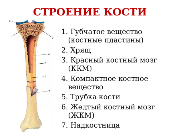 СТРОЕНИЕ КОСТИ 1. Губчатое вещество (костные пластины) 2. Хрящ 3. Красный костный мозг (ККМ) 4. Компактное костное вещество 5. Трубка кости 6. Желтый костный мозг (ЖКМ) 7. Надкостница  