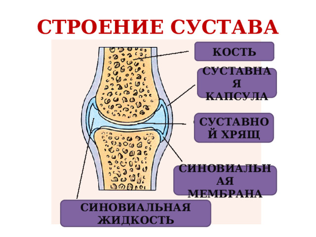 СТРОЕНИЕ СУСТАВА КОСТЬ СУСТАВНАЯ КАПСУЛА СУСТАВНОЙ ХРЯЩ СИНОВИАЛЬНАЯ МЕМБРАНА СИНОВИАЛЬНАЯ ЖИДКОСТЬ 