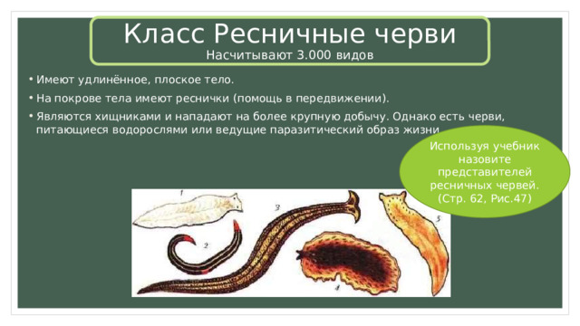 Класс Ресничные черви  Насчитывают 3.000 видов Имеют удлинённое, плоское тело. На покрове тела имеют реснички (помощь в передвижении). Являются хищниками и нападают на более крупную добычу. Однако есть черви, питающиеся водорослями или ведущие паразитический образ жизни. Используя учебник назовите представителей ресничных червей. (Стр. 62, Рис.47) 