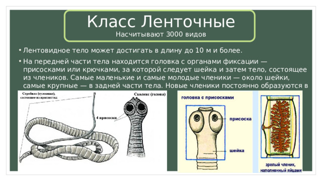 Класс Ленточные  Насчитывают 3000 видов Лентовидное тело может достигать в длину до 10 м и более. На передней части тела находится головка с органами фиксации — присосками или крючками, за которой следует шейка и затем тело, состоящее из члеников. Самые маленькие и самые молодые членики — около шейки, самые крупные — в задней части тела. Новые членики постоянно образуются в задней части шейки. 