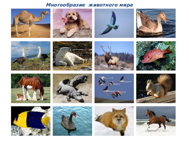 Многообразие животного мира  