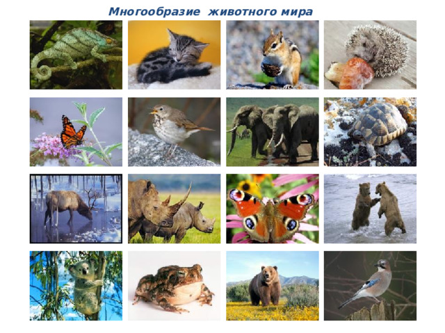 Многообразие животного мира 