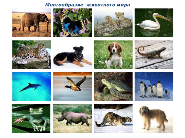 Многообразие животного мира 