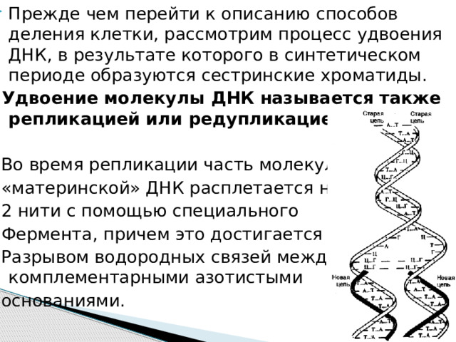 Прежде чем перейти к описанию способов деления клетки, рассмотрим процесс удвоения ДНК, в результате которого в синтетическом периоде образуются сестринские хроматиды.  Удвоение молекулы ДНК называется также репликацией или редупликацией.  Во время репликации часть молекулы  «материнской» ДНК расплетается на  2 нити с помощью специального  Фермента, причем это достигается  Разрывом водородных связей между комплементарными азотистыми  основаниями. 