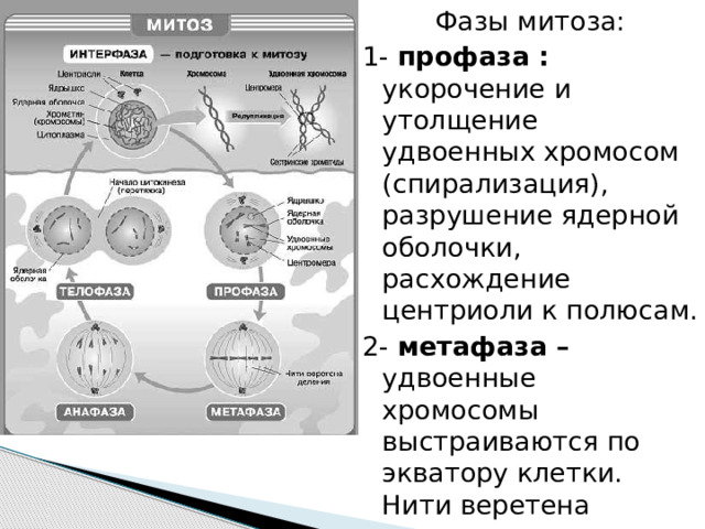 Фазы митоза: 1- профаза : укорочение и утолщение удвоенных хромосом (спирализация), разрушение ядерной оболочки, расхождение центриоли к полюсам. 2- метафаза – удвоенные хромосомы выстраиваются по экватору клетки. Нити веретена деления прикрепляются к центриоли клетки. 