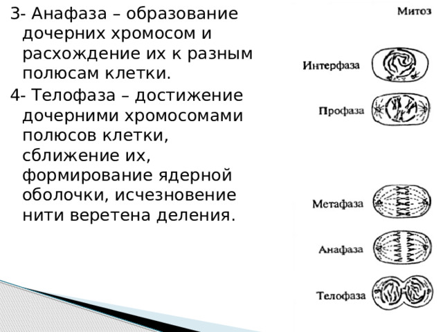 3- Анафаза – образование дочерних хромосом и расхождение их к разным полюсам клетки. 4- Телофаза – достижение дочерними хромосомами полюсов клетки, сближение их, формирование ядерной оболочки, исчезновение нити веретена деления. 