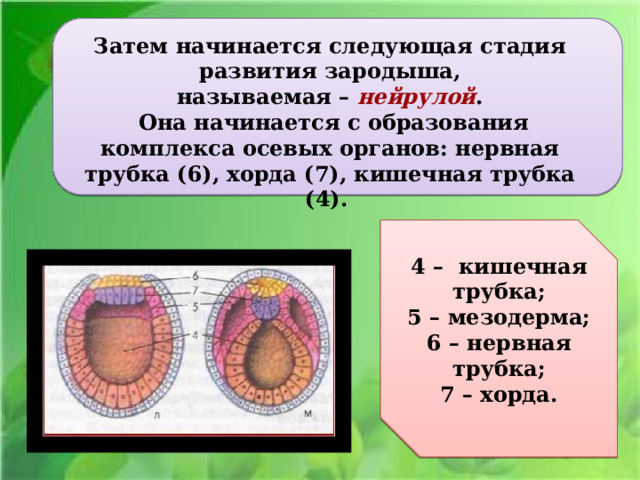 Ё Затем начинается следующая стадия развития зародыша, называемая – нейрулой .  Она начинается с образования комплекса осевых органов: нервная трубка (6), хорда (7), кишечная трубка (4). 4 – кишечная трубка; 5 – мезодерма; 6 – нервная трубка; 7 – хорда.  