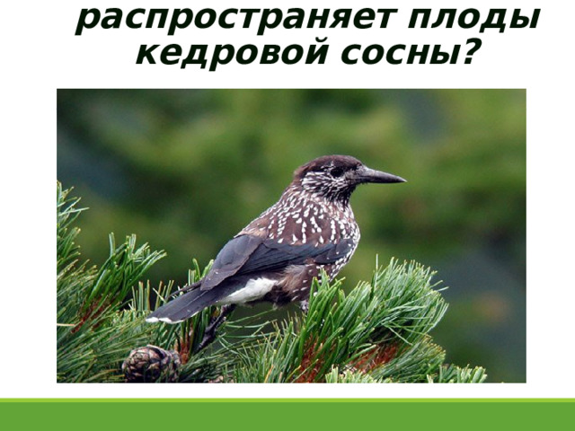 Какая птица распространяет плоды кедровой сосны?   