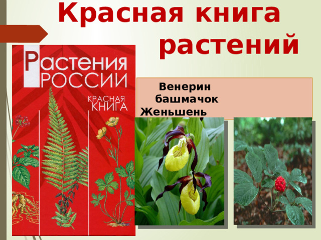 Красная книга растений  Венерин  башмачок Женьшень 
