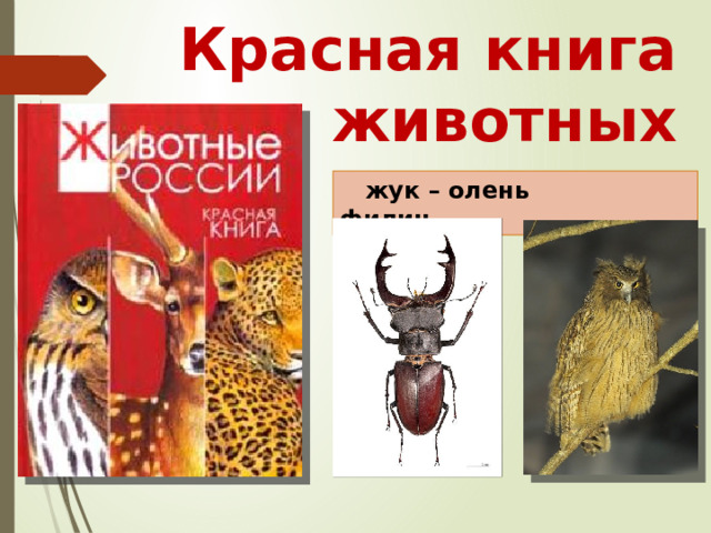 Красная книга животных  жук – олень филин 