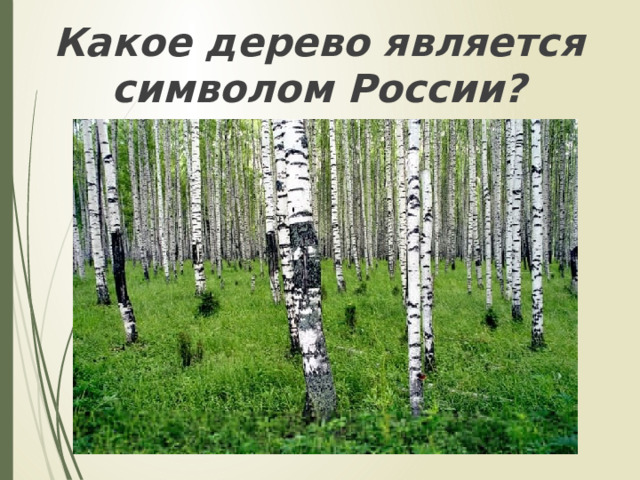 Какое дерево является символом России? 