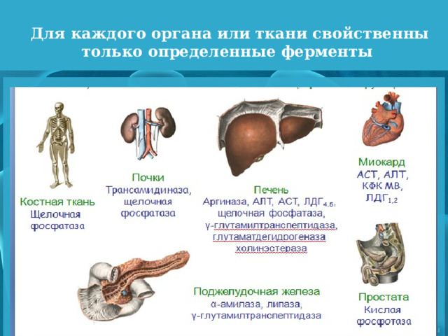 Для каждого органа или ткани свойственны только определенные ферменты 