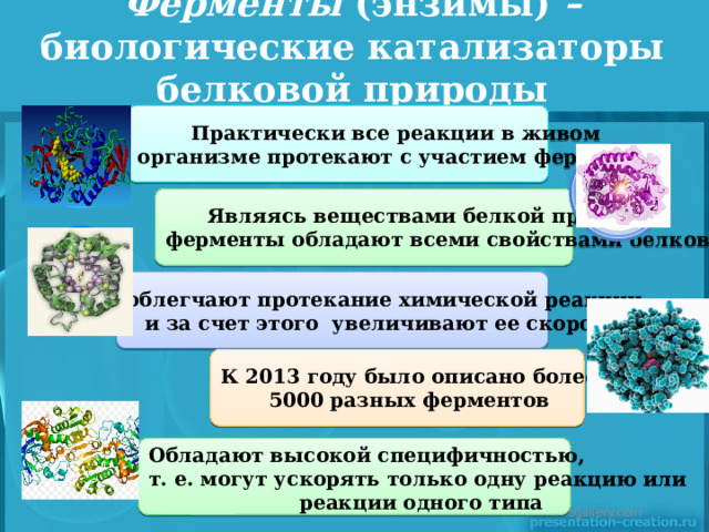 Ферменты (энзимы) – биологические катализаторы белковой природы Практически все реакции в живом организме протекают с участием ферментов Являясь веществами белкой природы, ферменты обладают всеми свойствами белков облегчают протекание химической реакции и за счет этого увеличивают ее скорость К 2013 году было описано более 5000 разных ферментов  Обладают высокой специфичностью, т. е. могут ускорять только одну реакцию или реакции одного типа  www.themegallery.com 