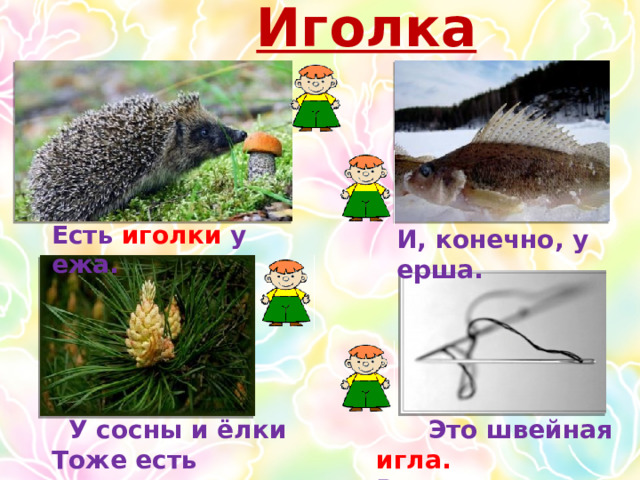 Иголка Есть иголки у ежа. И, конечно, у ерша.  У сосны и ёлки  Это швейная игла. Тоже есть иголки. Всем одежду шьёт она.   