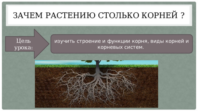 Зачем растению столько корней ? Цель урока: изучить строение и функции корня, виды корней и корневых систем. 