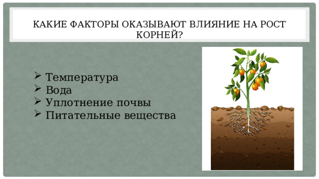 Какие факторы оказывают влияние на рост корней? Температура Вода Уплотнение почвы Питательные вещества 
