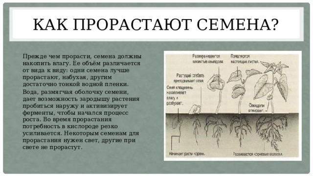 Как прорастают семена? Прежде чем прорасти, семена должны накопить влагу. Ее объём различается от вида к виду: одни семена лучше прорастают, набухая, другим достаточно тонкой водной пленки. Вода, размягчая оболочку семени, дает возможность зародышу растения пробиться наружу и активизирует ферменты, чтобы начался процесс роста. Во время прорастания потребность в кислороде резко усиливается. Некоторым семенам для прорастания нужен свет, другие при свете не прорастут. 