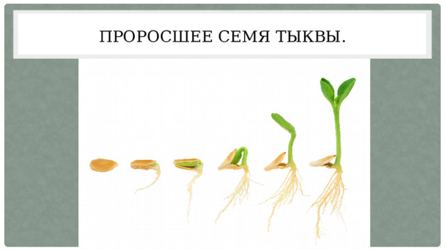 Рост корня в толщину