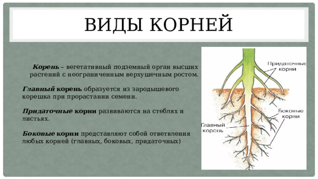Какие корни образуются на стеблях и листьях. Боковые корни развиваются. Придаточные корни образуются. Главный корень развивается из. Придаточные корни развиваются на.