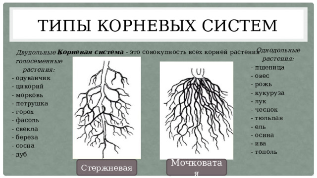 Процессы роста корня. Типы корневых систем. Как растут корни у ели. Немецкая ель корневая система.