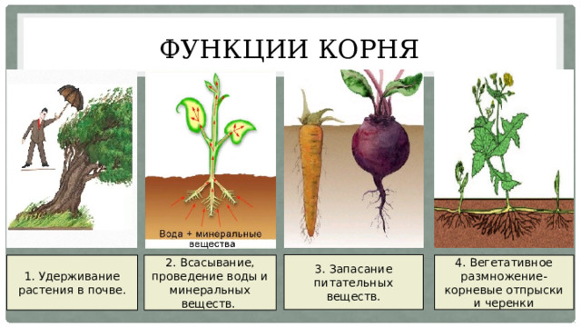 Рост корня в толщину