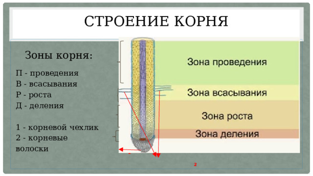 Строение корня  П   В  Р   Д   1  2  Зоны корня: П - проведения В - всасывания Р - роста Д - деления 1 - корневой чехлик 2 - корневые волоски 